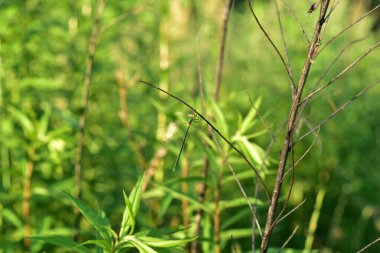 Büyük gözlü ince bir dala benzeyen DraA yusufçuğu çimenlerin üzerinde oturur. Büyük gözlü gonfly çimlerin üzerinde oturur. Yüksek kalite fotoğraf