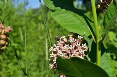 Bir arı ve karıncalar çiçek açan pembe bir çiçekten nektar toplarlar. Yüksek kalite fotoğraf