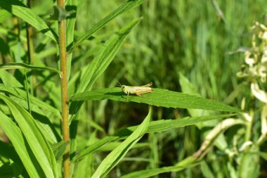 Sıradan bir yeşil çekirge Ukrayna 'nın bozkırlarında yetişen çimlerin üzerinde oturur. Yüksek kalite fotoğraf