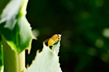Küçük sarı bir sinek bir bitkinin üzerinde duruyor. Yüksek kalite fotoğraf
