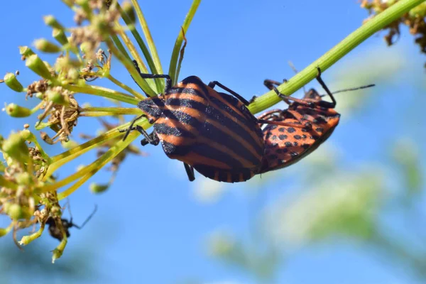 Escarabajos Rojo Negros Que Están Una Rama Compañero Planta — Foto de Stock