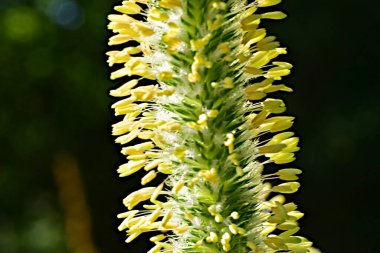 Çimen çiçekleri çiğ taneleriyle kaplıdır. Yüksek kalite fotoğraf