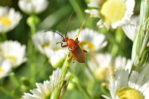 Beetle Πυροσβέστης Προσκολλάται Στο Στέλεχος Του Γρασιδιού Υψηλής Ποιότητας Φωτογραφία — Φωτογραφία Αρχείου