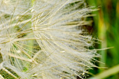 Olgun karahindiba tohumları çiğ taneleriyle kaplıdır. Yüksek kalite fotoğraf