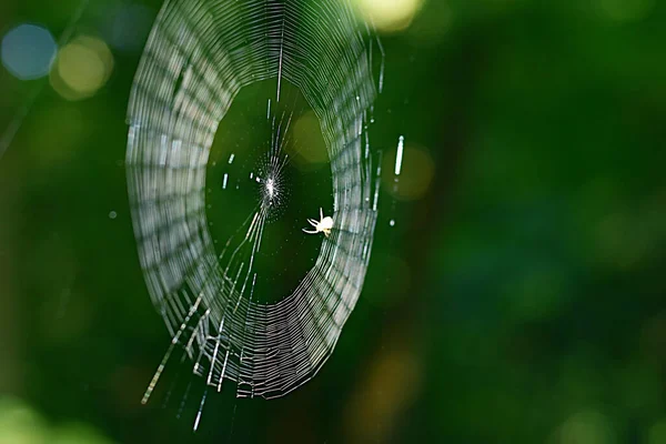 Păianjen Întunecat Țesut Pânză Între Ramurile Unui Copac Luat Poziție — Fotografie, imagine de stoc
