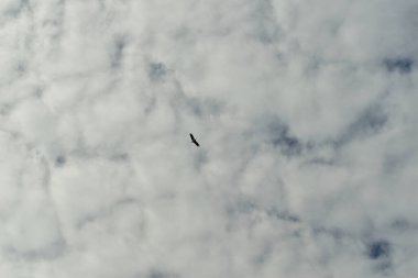 Leylek kuşu gökyüzünde yükseklerde uçar.