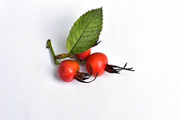 Ripe Red Rose Hips Lie Surface White Table — Stock Photo, Image