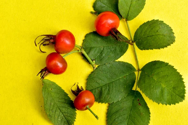 Ripe Red Rose Hips Lie Yellow Table Surface High Quality — Stock Photo, Image