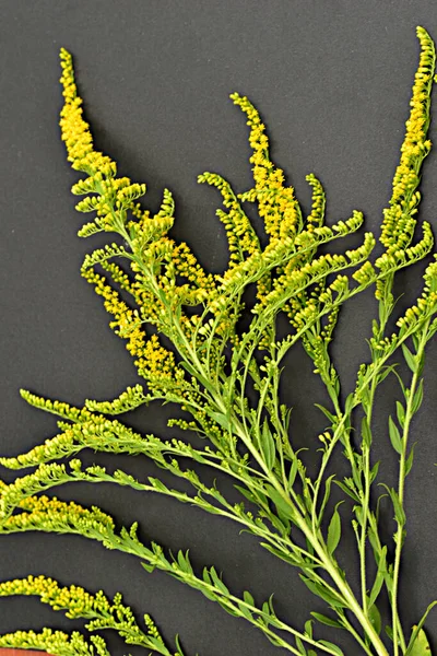 Hastes Longas Grama Com Flores Amarelas Encontram Superfície Escura Mesa — Fotografia de Stock