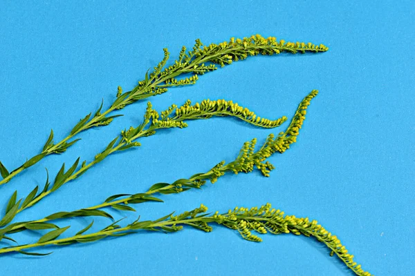 Tallos Largos Hierba Con Flores Amarillas Encuentran Superficie Oscura Mesa — Foto de Stock