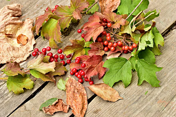 Mogen Röd Viburnum Medicinalväxt Ligger Bordet Högkvalitativt Foto — Stockfoto