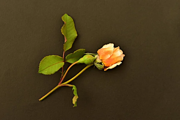 Розы Праву Занимают Первое Место Красоте Среди Цветов Цвета Отличаются — стоковое фото