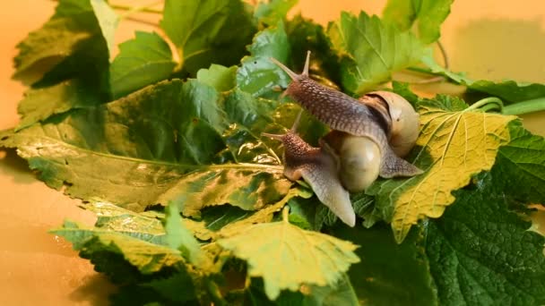 Two grape snails are crawling over green leaves. — Stock Footage Two Grape Snails Crawling Green Leaves Video Clip