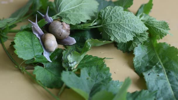 Après Une Chaude Pluie Été Des Escargots Sont Apparus Sur — Video