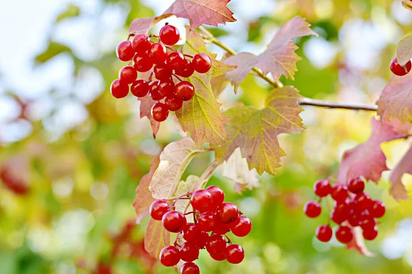 Fruits Red Viburnum Hang Tree Branch — Stock Photo, Image