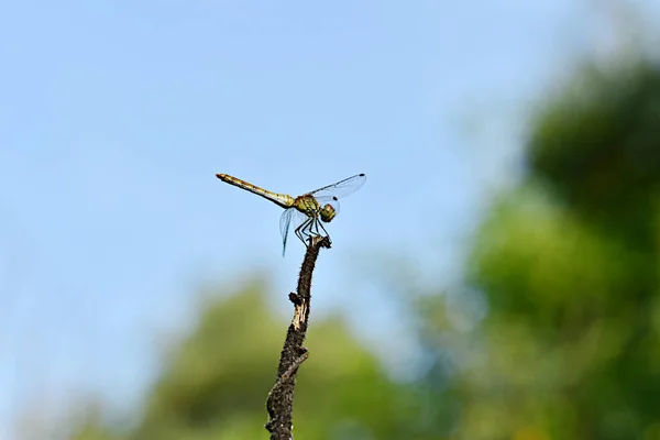 Small Dragonfly Rests Dry Branch — Stock Photo, Image