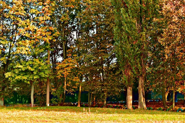 Hem Çok Ağaçlardan Kuru Yapraklar Dökülüyor Sarı Bir Halıyla Parkın — Stok fotoğraf