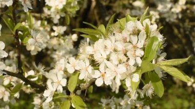 Kiraz ağacının dalı beyaz çiçeklerle kaplıdır. Rüzgar sallar.