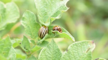 Çizgili böcekler, Colorado patates böcekleri, patates yapraklarının üzerine oturur ve onları yerler..