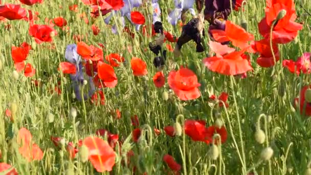 Printemps Les Coquelicots Rouges Fleurissent Dans Lit Fleurs Les Abeilles — Video