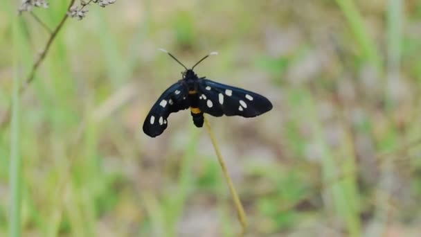 Una Mariposa Con Alas Negras Manchas Blancas Esta Falsa Polilla — Vídeos de Stock