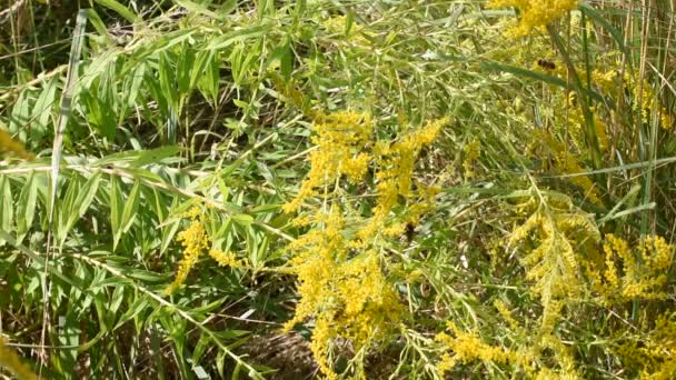 Vliegen Bijen Wespen Vliegen Van Bloem Naar Bloem Etende Nectar — Stockvideo