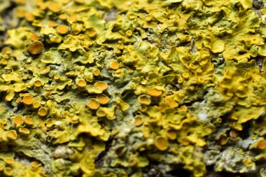 Doğa tarafından yaratılan doku deseni, ağaç kabuğu.