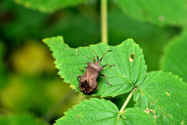 Yenebilir böceğin sınırı, yenilebilir böcekler familyasından bir böcektir..