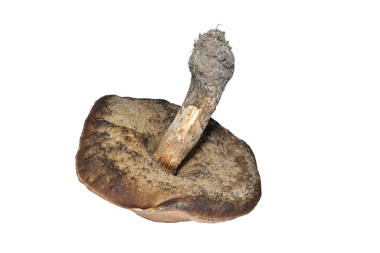 Bir orman mantarı beyaz arka planda bir huş ağacının tepesinde yatar..