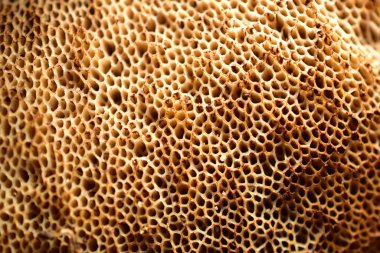 Mantar kapağının arkasındaki gözenekli yüzey tarafından şekillendirilmiş bir desen..