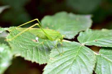 Yeşil çekirge ya da yaygın çekirge, çekirge familyasından bir böcek türüdür..