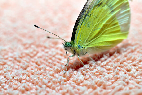 The cabbage white butterfly is a diurnal butterfly from the cabbage white family.