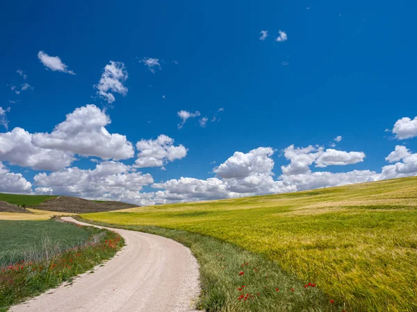 道路のある小麦畑、スペインの夏の日 — ストック写真