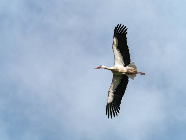 İspanya'nın gökyüzünde uçan leylek