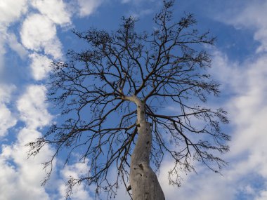 Kuru ağaç, mavi gökyüzünün üzerinde
