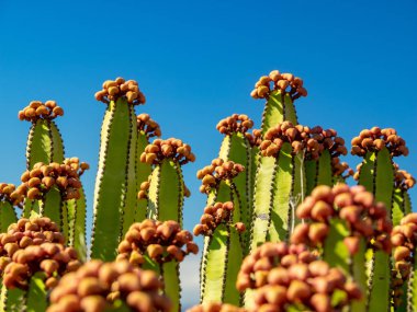 La Palma adasında kaktüs, Tenerife