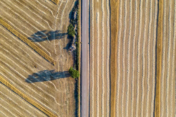 Récolte des champs de blé en août été — Photo