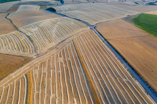 Colheita de campos de trigo em agosto verão — Fotografia de Stock