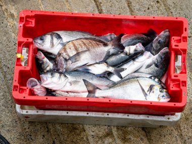 Bask ülkesinde bir köyün limanında balık kutusu