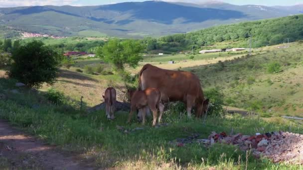 Δύο Μόσχοι Και Μια Αγελάδα Που Βόσκουν Ένα Χωριό Καστίλλη — Αρχείο Βίντεο