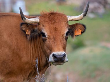 İspanya'da bir köyde bana bakan