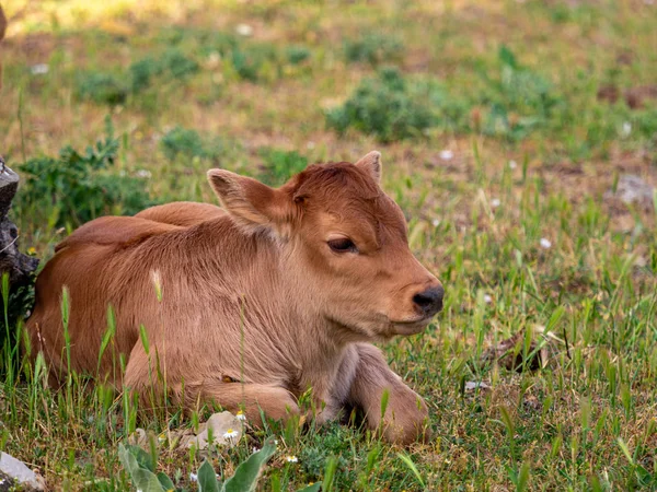 Calves in a meadow of Spain. Stock Photo