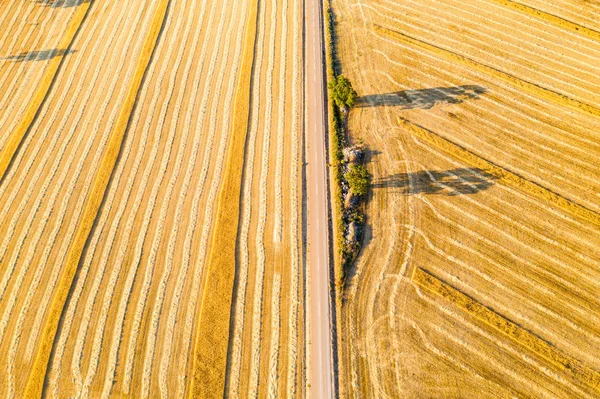 Cereal fields in Castilla y Leon Spain bird��s eye view — Stock Photo, Image