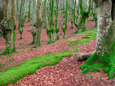 Urkiola doğal parkta sonbaharda kayın ormanı, Bask Ülkesi