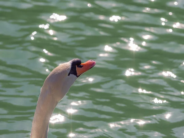 Swan is a pond with reflections in the water of the sun — Stock Photo, Image