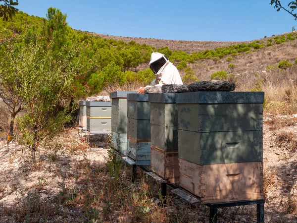 Beekeeper protected with white suit so that the bees do not bite while taking care of their hives — Stock Photo, Image