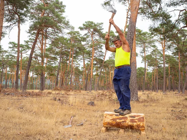 Leñador enfocado con un hacha cortando un árbol. En el bosque — Foto de Stock