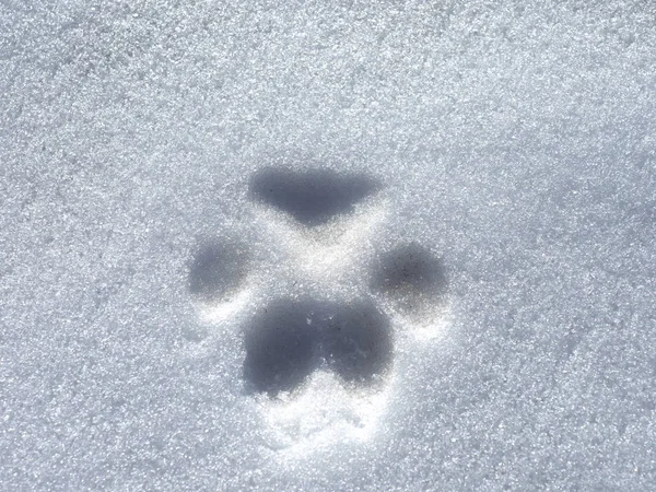 Ślad zwierzęcia na śniegu w miejscowości Quintanar de la Sierra, Hiszpania. Zdjęcia Stockowe bez tantiem