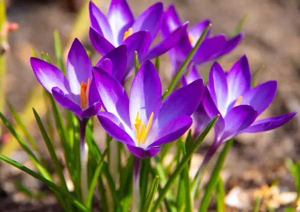 Bakgrund Blommor Våren Vårsolen Natur Blå Blommor — Stockfoto