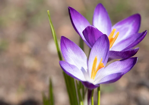 Bakgrund Blommor Våren Vårsolen Natur Blå Blommor — Stockfoto